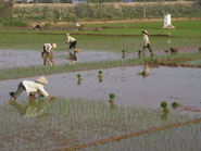 vietnam-rice-field1