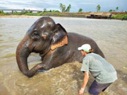 lee-lindsey-washing-elephant